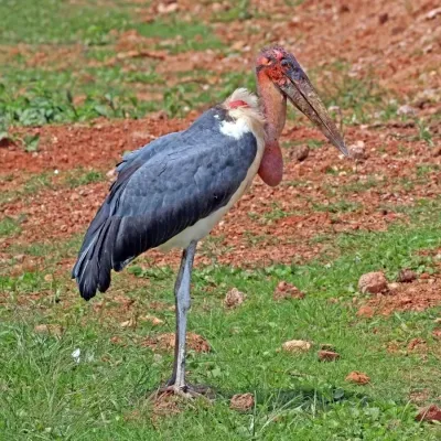File:Marabou stork (Leptoptilos crumenifer).jpg
