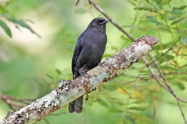 File:Northern black flycatcher (Melaenornis edolioides lugubris).jpg