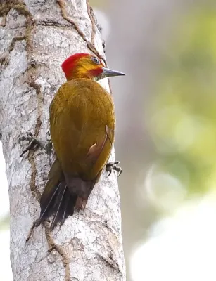 File:Piculus leucolaemus - White-throated woodpecker (male).jpg