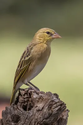 File:Northern masked weaver (Ploceus taeniopterus) female.jpg