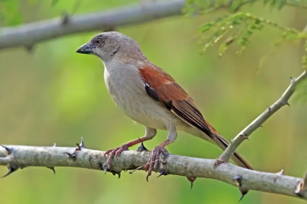 File:Northern grey-headed sparrow (Passer griseus ugandae).jpg