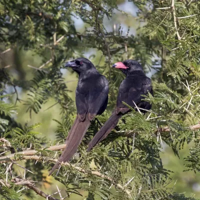 File:Piapiac (Ptilostomus afer) sub-adult (l) and immature (r).jpg