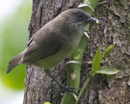 File:Dusky White-eye Zosterops finschii photographed in Palau in 2013 by Devon Pike.jpg
