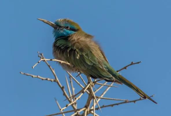 File:Arabian Green Bee-eater (Merops cyanophrys), Sde Boker, Israel 4.jpg