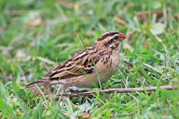File:Pin-tailed whydah (Vidua macroura) female.jpg