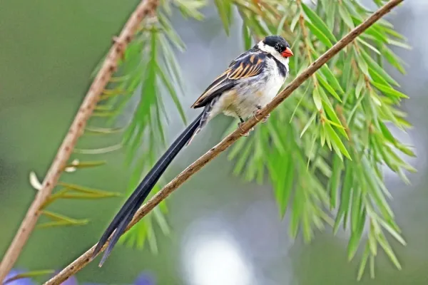 File:Pin-tailed whydah (Vidua macroura) male non-breeding.jpg
