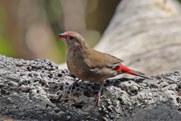 File:Red-billed firefinch (Lagonosticta senegala ruberrima) female.jpg