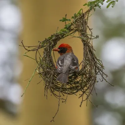 File:Red-headed weaver (Anaplectes rubriceps leuconotus) male.jpg