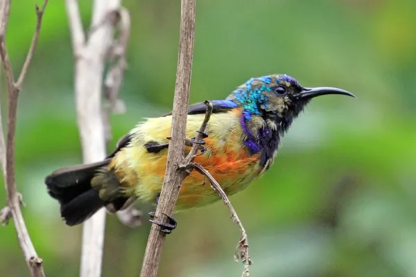 File:Regal sunbird (Cinnyris regius regius) male moulting.jpg