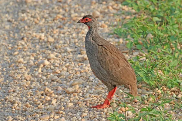 File:Red-necked spurfowl (Pternistis afer cranchii).jpg