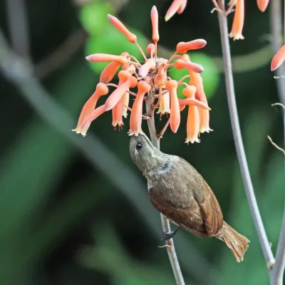 File:Scarlet-chested sunbird (Chalcomitra senegalensis lamperti) female feeding.jpg
