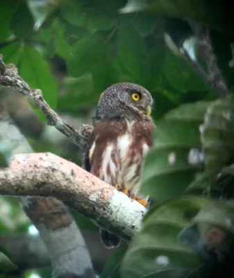 File:Amazonian Pygmy-owl (Glaucidium hardyi) in tree.jpg