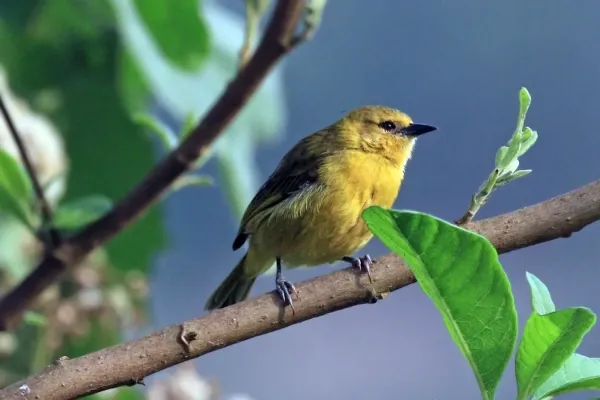 File:Slender-billed weaver (Ploceus pelzelni pelzelni) female.jpg