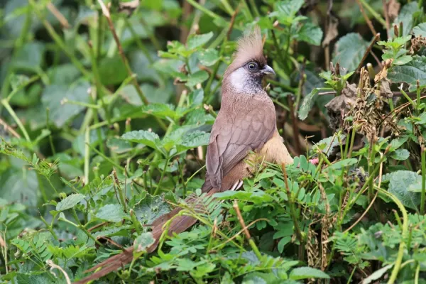 File:Speckled mousebird (Colius striatus kiwuensis).jpg