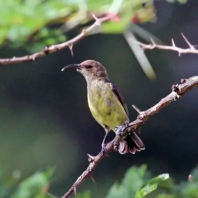 File:Variable sunbird (Cinnyris venustus falkensteini) female.jpg