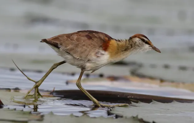 File:Lesser Jacana, Microparra capensis, Chobe River, Botswana.jpg