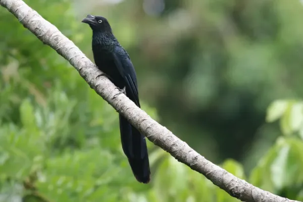 File:Crotophaga major (Greater Ani).jpg