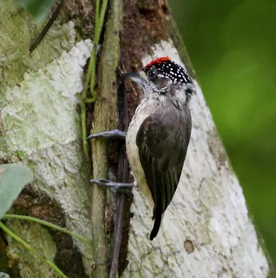 File:Picumnus limae - Ochraceus piculet (male).jpg