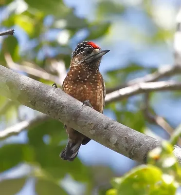 File:Picumnus pygmaeus - Spotted piculet (male).jpg