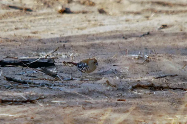 File:Pink-throated Twinspot (Hypargos margaritatus) on the ground.jpg