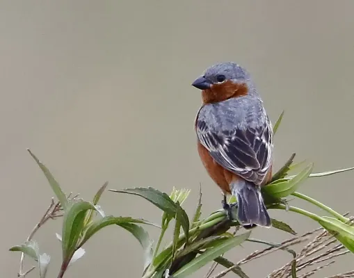 File:Sporophila hypochroma - Red-rumped seedeater (male).jpg