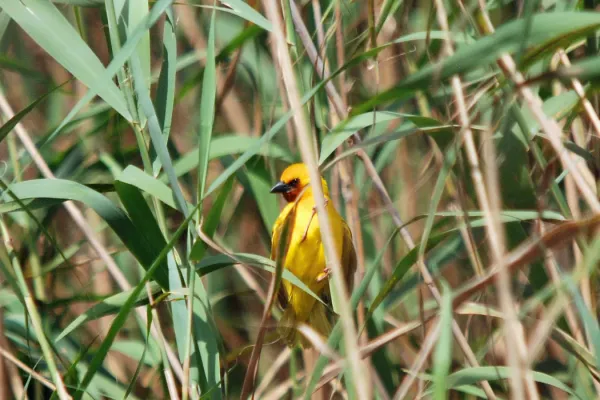 File:Southern brown-throated weaver (Ploceus xanthopterus) in Phragmites.jpg