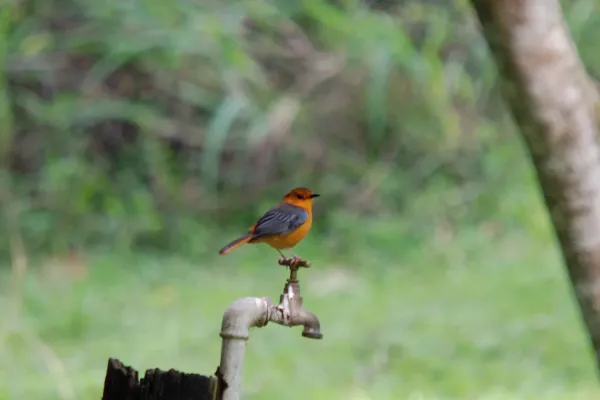 File:Red-capped Robin-chat (Cossypha natalensis) on tap, distant.jpg