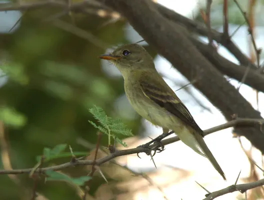 File:Empidonax traillii extimus (Southwestern willow flycatcher) FWS.jpg