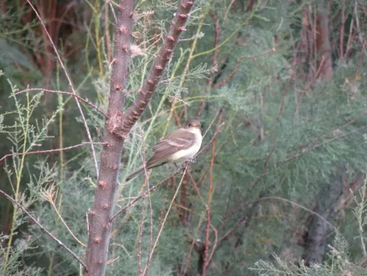 File:Empidonax traillii extimus (Southwestern willow flycatcher) USFS.jpg
