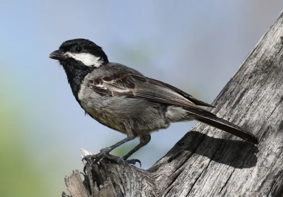 File:Melaniparus cinerascens (cropped).jpg