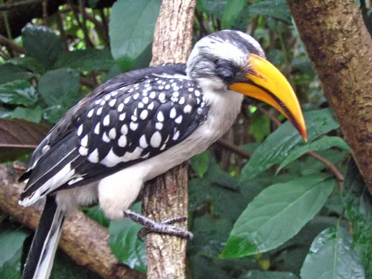 File:Tockus flavirostris -Discovery Cove -Orlando-8.jpg