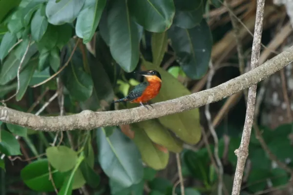 File:Chloroceryle inda -Madidi National Park -Bolivia-8.jpg