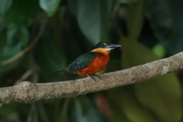 File:Chloroceryle inda -Madidi National Park -Bolivia-8a.jpg