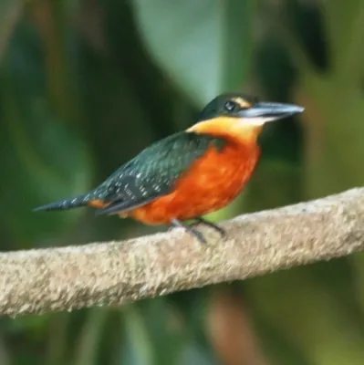 File:Chloroceryle inda -Madidi National Park -Bolivia-8a-4c.jpg