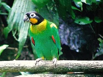 File:Pyrilia barrabandi -Napo Wildlife Reserve-4.jpg