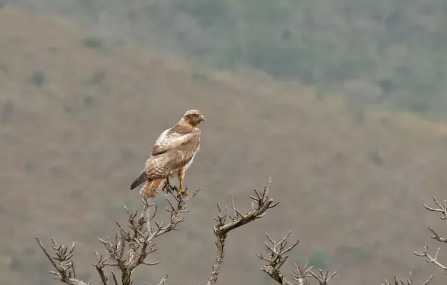 File:Jackal Buzzard (Buteo rufofuscus) immature (32126652941).jpg