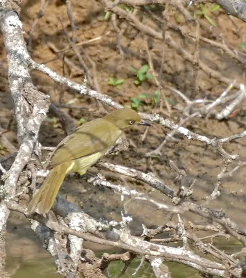 File:Sombre Greenbul (Andropadus importunus) (32039937432).jpg
