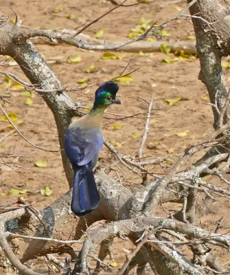 File:Purple-crested Turaco (Gallirex porphyreolophus) (31317685744).jpg