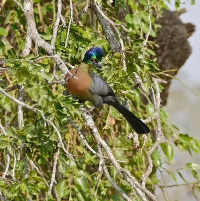File:Purple-crested Turaco (Gallirex porphyreolophus) (32120687386).jpg