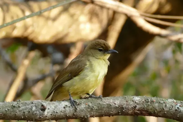 File:Yellow-bellied Greenbul (Chlorocichla flaviventris) (31828879262).jpg