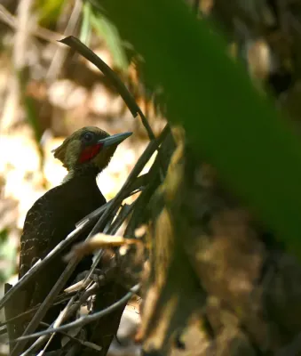 File:Pale-crested Woodpecker (Celeus lugubris) male (31787624716).jpg