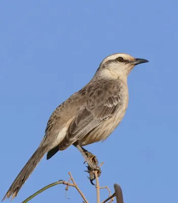 File:Chalk-browed Mockingbird (Mimus saturninus) (31676507242).jpg