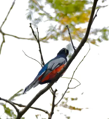 File:Blue-crowned Trogon (Trogon curucui) male (31782515086).jpg