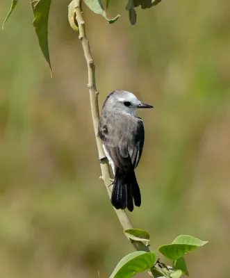File:White-headed Marsh Tyrant (Arundinicola leucocephala) female (30976171073).jpg