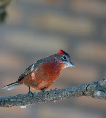 File:Red-crested Finch (Coryphospingus cucullatus) male (30975133753).jpg