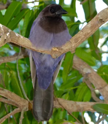 File:Purplish Jay (Cyanocorax cyanomelas) (31632443622).jpg