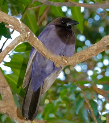 File:Purplish Jay (Cyanocorax cyanomelas) (30970029673).jpg