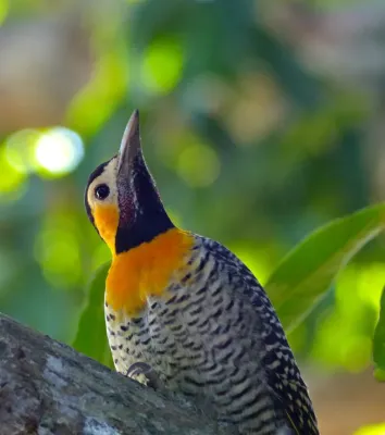 File:Campo Flicker (Colaptes campestris) male (31742803976).jpg