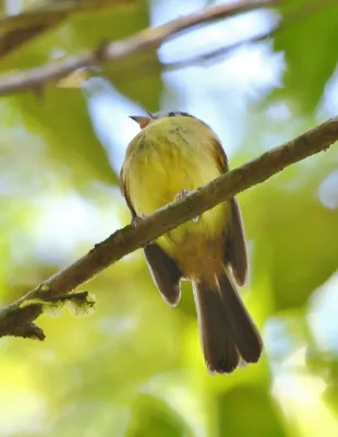 File:Myiobius barbatus - Bearded flycatcher.jpg