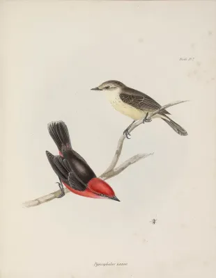 File:John Gould Zoology of the Voyage of the Beagle Pyrocephalus nanus.jpg